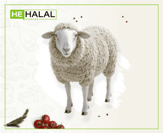 Whole Lamb (Regular)